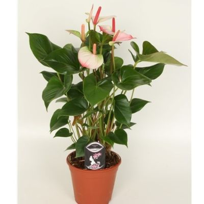 Anthurium Andraenum - Assorted Anthurium
