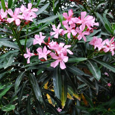 Nerium oleander - Assorted Dwarf Oleander