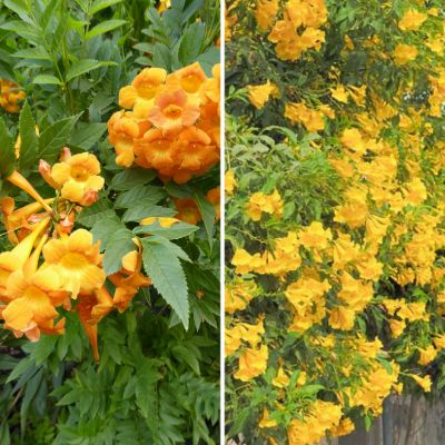 Tecoma stans, Tecoma alata - Yellow Elder; Orange Bells