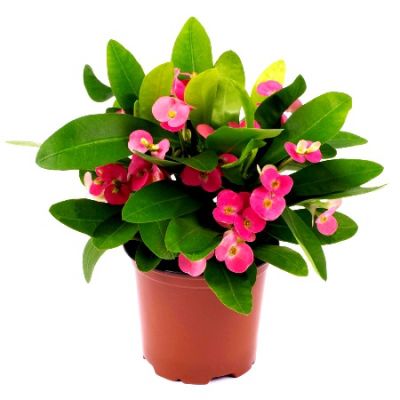 Euphorbia milii - Assorted Crown of Thorns