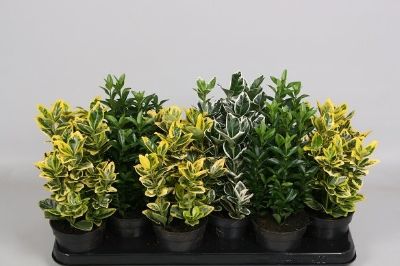 Euonymus japonicus - Assorted Euonymus