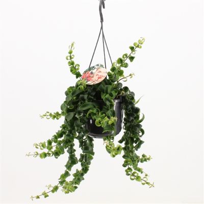 Aeschynanthus Varieties - Lipstick Plants Hanging Basket