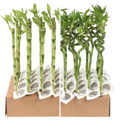 Dracaena sanderiana - Lucky Bamboo Straight/Spiral Stem