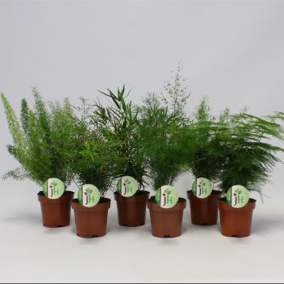 Asparagus Spp - Assorted Asparagus Fern