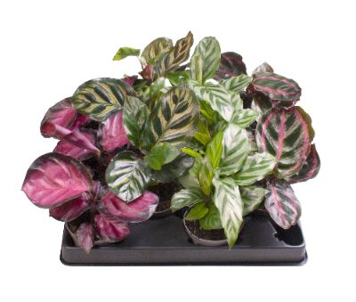 Calathea spp. - Calathea Mix