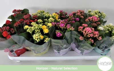 Kalanchoe blossfeldiana - Assorted Kalanchoe