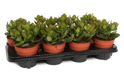 Crassula ovata - Jade Plant