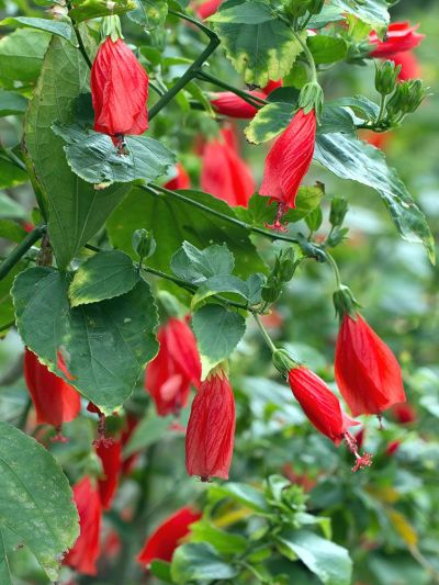 Malvaviscus penduliflorus - Sleeping Hibiscus