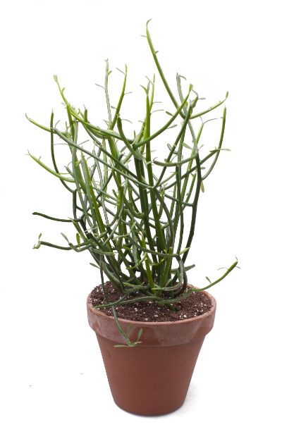 Euphorbia Tirucalli - Pencil Cactus