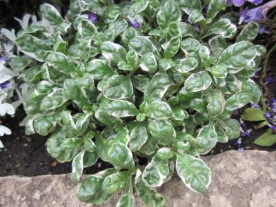 Alternanthera Ficoidea 'snow Queen' - Snow Queen Alternanthera Ficoidea 'snow Queen' - Snow Queen