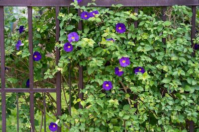 Thunbergia erecta - Assorted Thunbergia Shrub