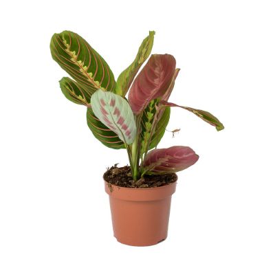 Maranta leuconeura 'Fascinator' - Maranta
