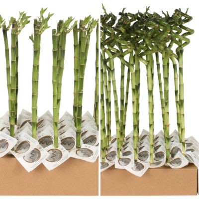 Dracaena sanderiana - Lucky Bamboo Straight/Spiral Stem