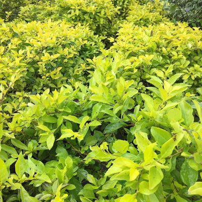 Duranta erecta 'Gold Mound' - Eugenia