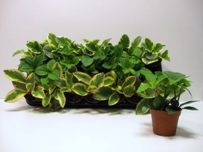 Peperomia spp - Peperomia Assorted