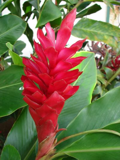 Alpinia purpurata - Assorted Ginger Lily