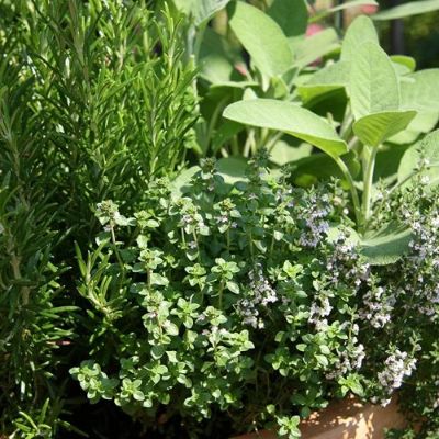Herbs, Assorted