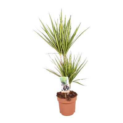 Dracaena marginata, Assorted