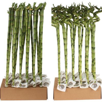 Dracaena sanderiana - Lucky Bamboo Straight/Spiral Stem