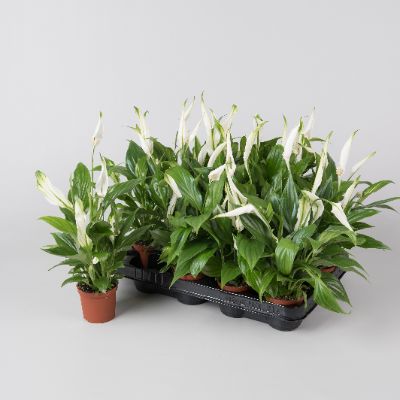 Spathiphyllum wallisii hybrids - Peace Lily