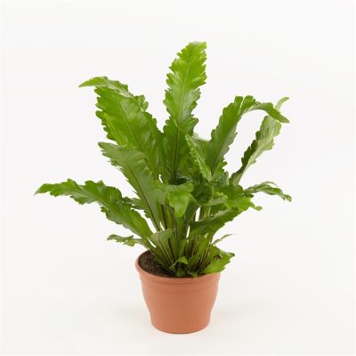 Asplenium Nidus Varieties - Assorted Bird's Nest Fern