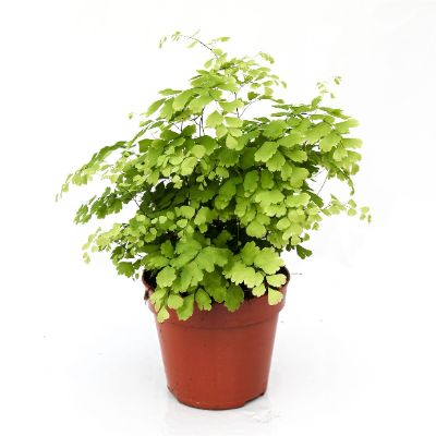 Adiantum radii - MaidenHair Fern