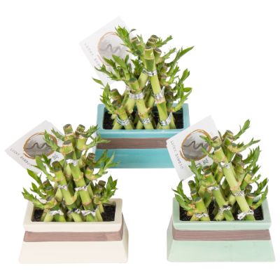 Dracaena Sanderiana - Lucky Bamboo Arrangement