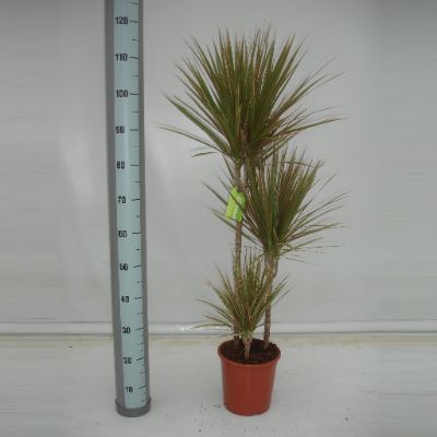 Dracaena marginata, Assorted