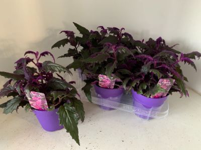Gynura aurantiaca - Purple Passion, Velvet Plant
