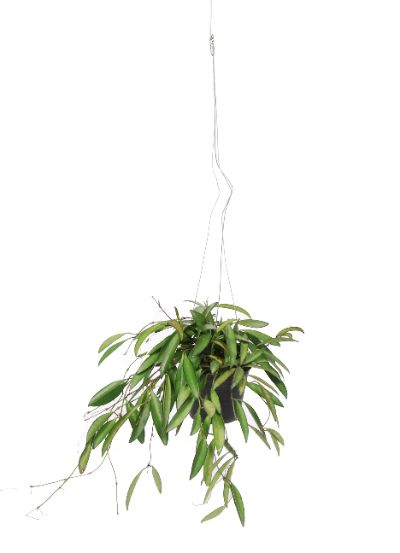 Hoya Carnosa 'Tricolor' - Wax Plant Hanging Basket