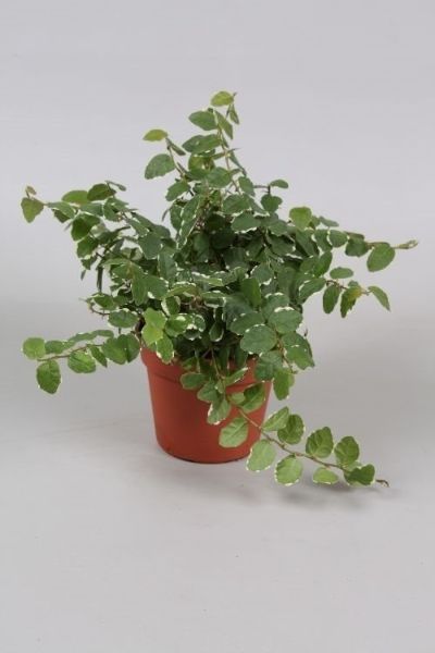 Ficus Pumila 'Sunny White' - Creeping Fig