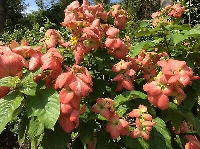 Mussaenda philippica - Assorted Mussaenda