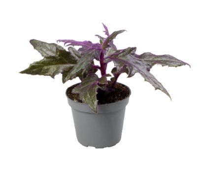 Gynura aurantiaca - Purple Passion, Velvet Plant