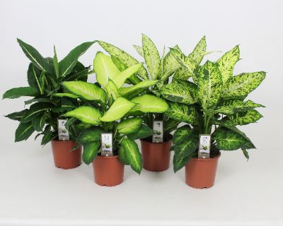 Dieffenbachia spp - Assorted Dieffenbachia