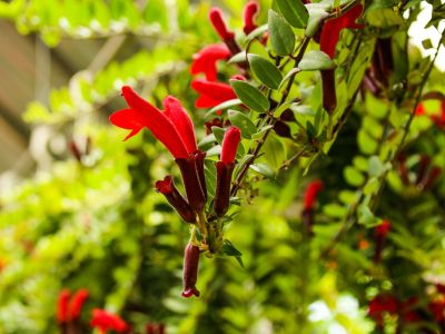 Aeschynanthus 'carina' - Lipstick Plants Hanging Basket