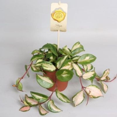 Hoya Carnosa 'Tricolor' - Wax Plant