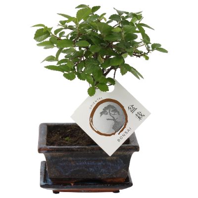 Bonsai, Assorted