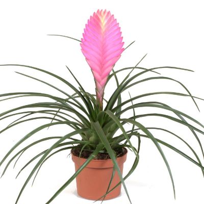 Tillandsia spp - Tillandsia Bromeliads, Assorted