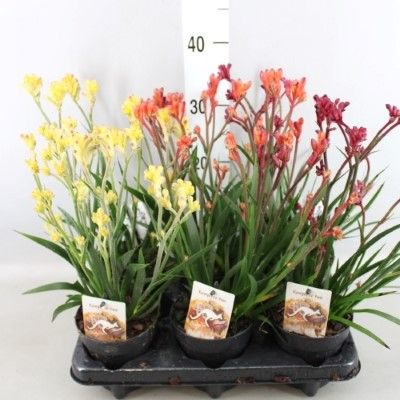 Anigozanthos Beauty - Kangaroo Paw