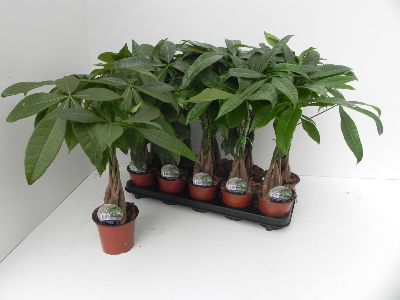 Pachira Aquatica - Money Tree, Guiana Chestnut