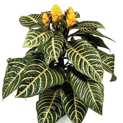 Aphelandra Squarrosa - Zebra Plant
