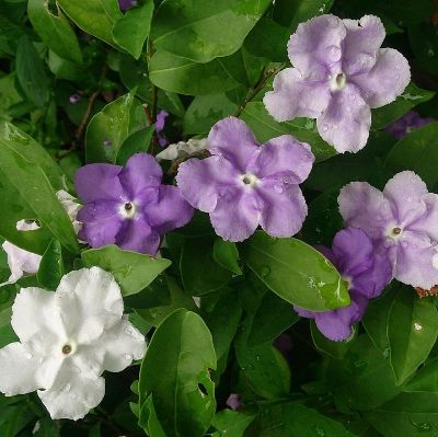 Brunfelsia floribunda - Yesterday, Today & Tomorrow
