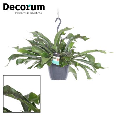Platycerium Bifurcatum - Staghorn Fern Hanging Basket