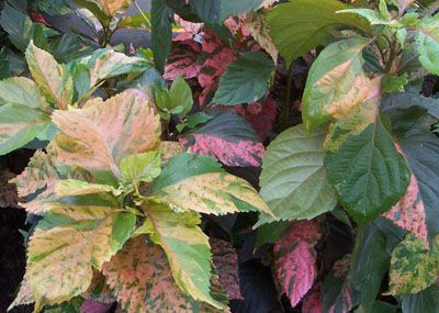 Miami Pink Acalypha