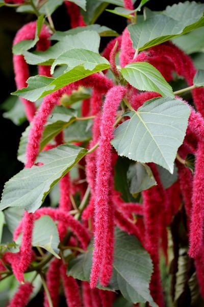 Acalypha hispida - Cat's Tail Acalypha