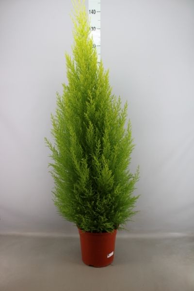 Cupressus Macrocarpa 'goldcrest Wilma' - Christmas Tree, Monterey Cypress