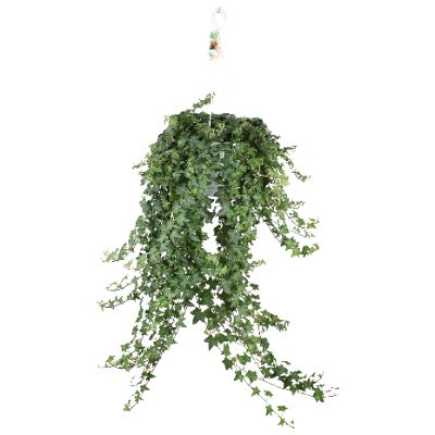 Hedera helix - English Ivy Hanging Basket
