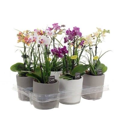 Phalaenopsis & Ponytail Palm in decorative pot, Assorted