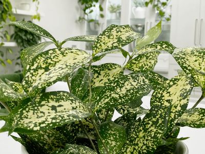 Dracaena Surculosa 'Florida Beauty' - Japanese Bamboo, Spotted Dracaena