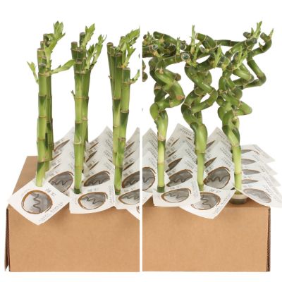 Dracaena sanderiana - Lucky Bamboo Straight/Spiral Stem